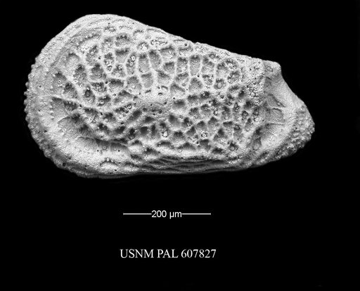 Trachyleberidea elegans Guernet, 1985