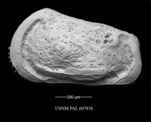 Muellerina abyssicola (Sars, 1866)