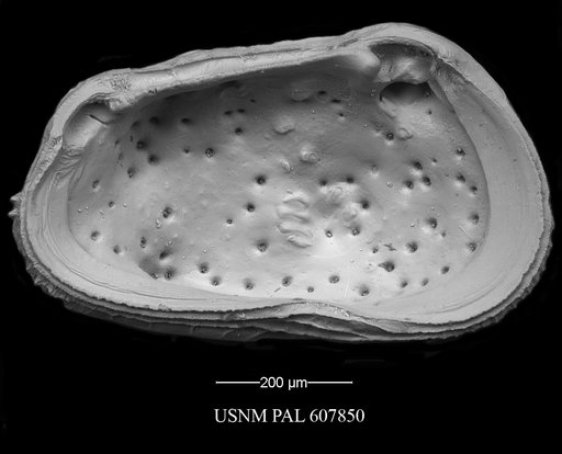 Thaerocythere crenulata (Sars, 1866)