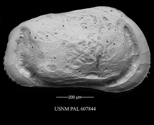 Muellerina abyssicola (Sars, 1866)