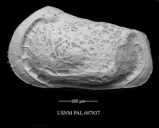 Muellerina abyssicola (Sars, 1866)
