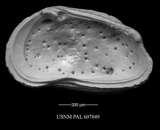 Thaerocythere crenulata (Sars, 1866)