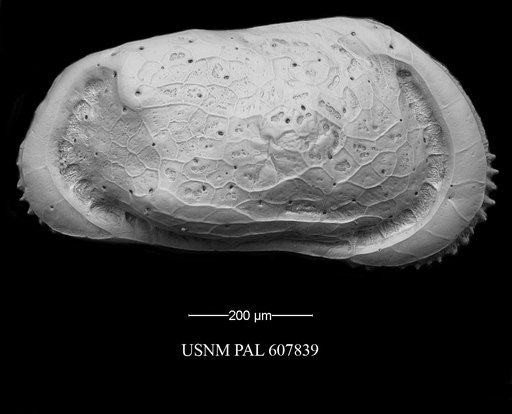 Muellerina abyssicola (Sars, 1866)