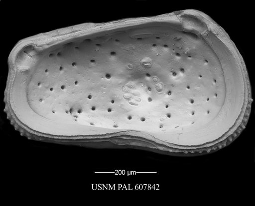 Muellerina abyssicola (Sars, 1866)
