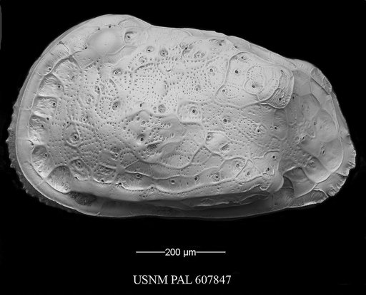 Thaerocythere crenulata (Sars, 1866)