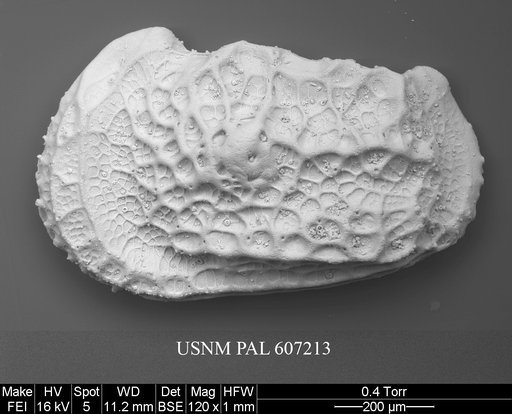 Abyssocythere diagrenona (Guernet, 1985)