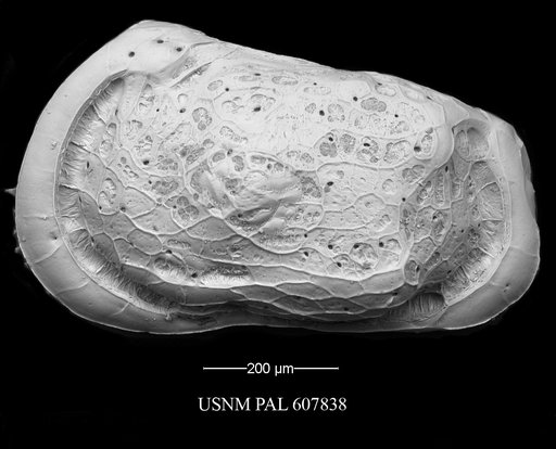 Muellerina abyssicola (Sars, 1866)