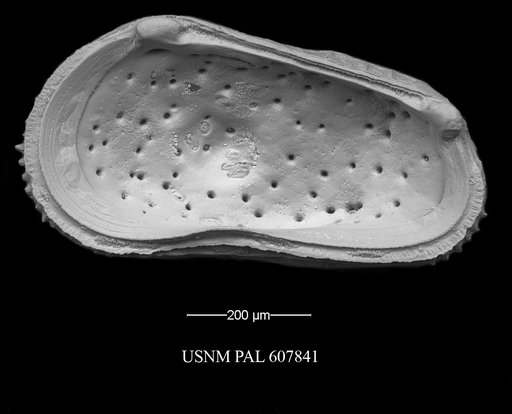 Muellerina abyssicola (Sars, 1866)