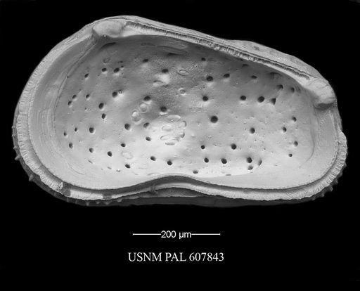 Muellerina abyssicola (Sars, 1866)