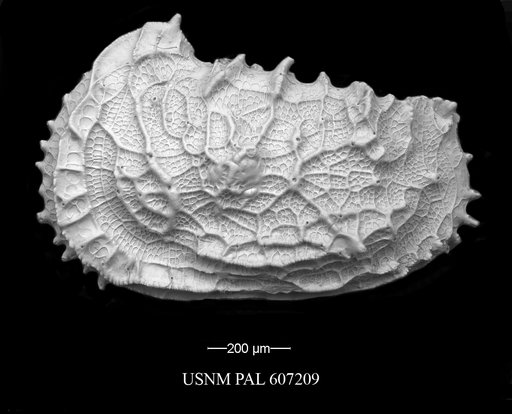 Abyssocythere atlantica Benson, 1971