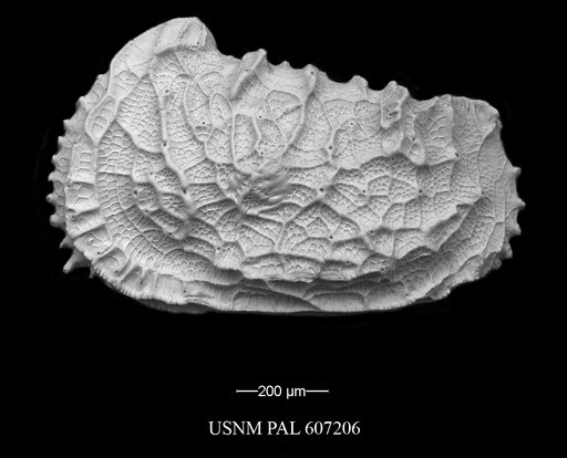 Abyssocythere atlantica Benson, 1971