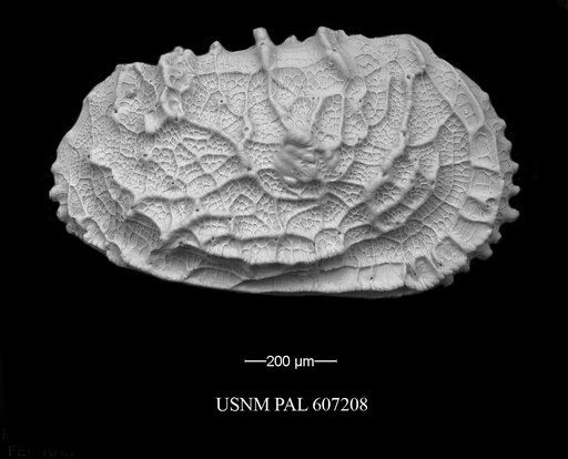 Abyssocythere atlantica Benson, 1971