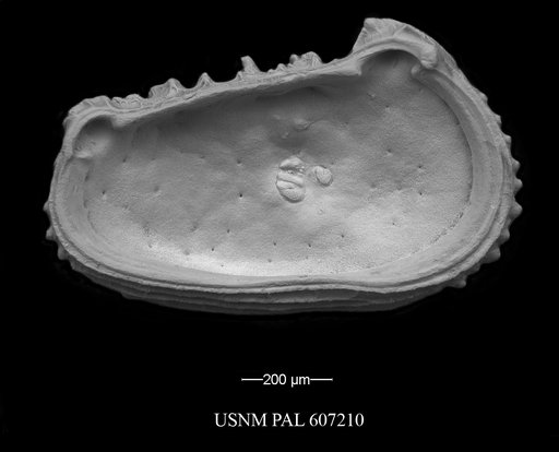 Abyssocythere atlantica Benson, 1971