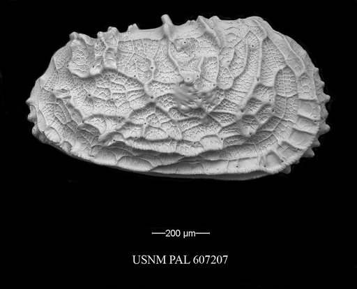 Abyssocythere atlantica Benson, 1971