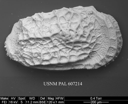 Abyssocythere diagrenona (Guernet, 1985)