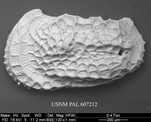 Abyssocythere diagrenona (Guernet, 1985)