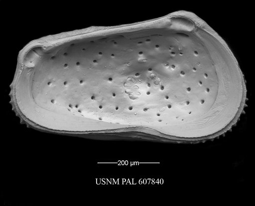 Muellerina abyssicola (Sars, 1866)