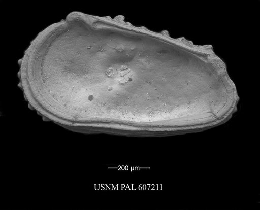 Abyssocythere atlantica Benson, 1971
