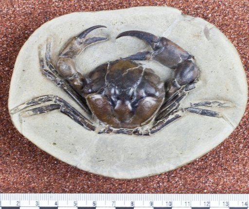 Pulalius vulgaris (Rathbun, 1926)