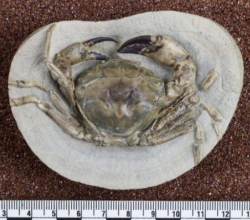 Pulalius vulgaris (Rathbun, 1926)