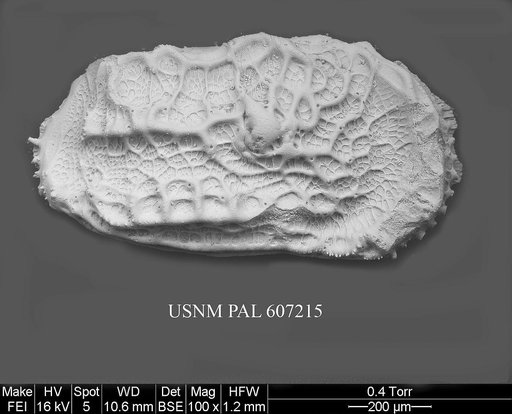 Abyssocythere diagrenona (Guernet, 1985)