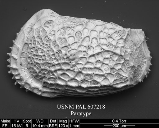 Abyssocythere scotti Yasuhara et al., 2015