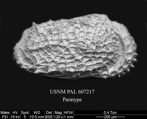 Abyssocythere scotti Yasuhara et al., 2015