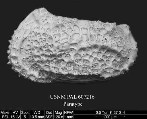 Abyssocythere scotti Yasuhara et al., 2015