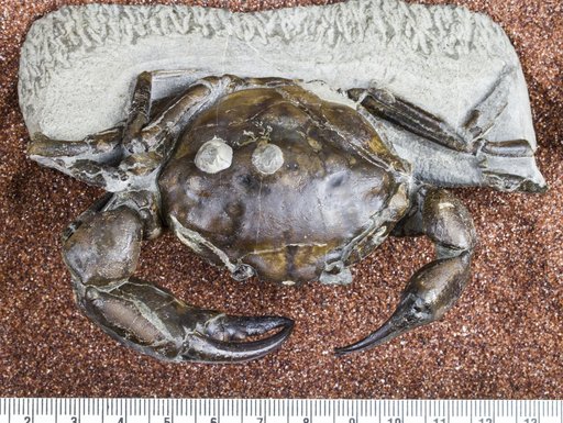 Pulalius vulgaris (Rathbun, 1926)