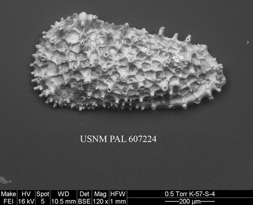 Acanthocythereis araneosa Howe, 1963