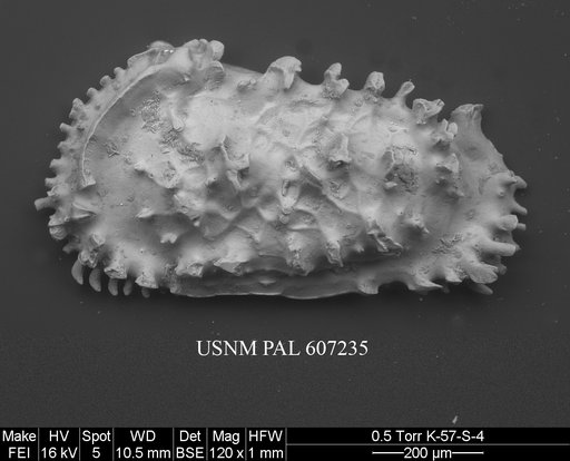 Actinocythereis exanthemata (Ulrich & Bassler, 1904)