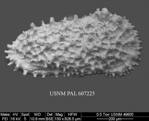 Acanthocythereis araneosa Howe, 1963