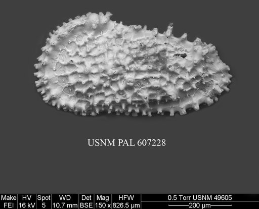 Acanthocythereis cf. araneosa Howe, 1963