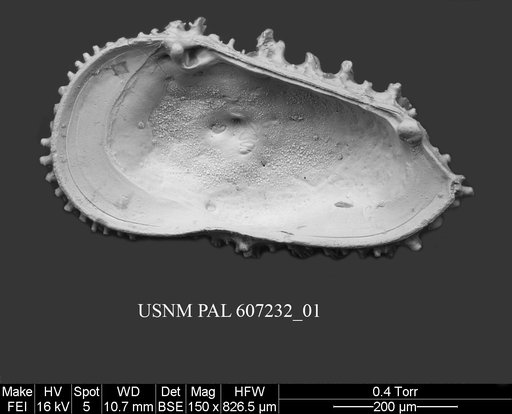 Acanthocythereis stenzeli (Stephenson, 1946)