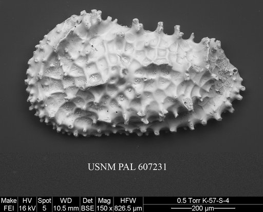 Acanthocythereis stenzeli (Stephenson, 1946)