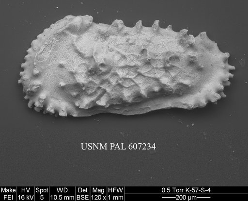 Actinocythereis exanthemata (Ulrich & Bassler, 1904)