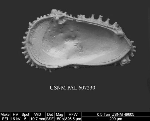 Acanthocythereis cf. araneosa Howe, 1963