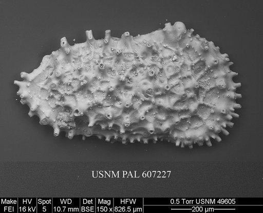 Acanthocythereis araneosa Howe, 1963