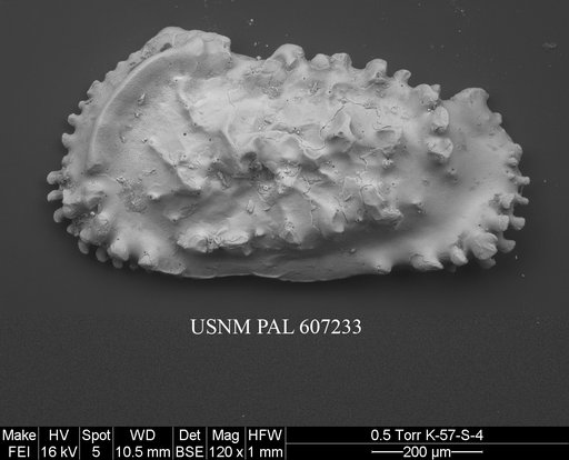 Actinocythereis exanthemata (Ulrich & Bassler, 1904)