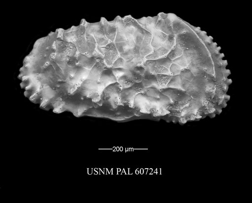 Actinocythereis vineyardensis (Cushman, 1906)