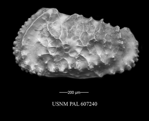 Actinocythereis vineyardensis (Cushman, 1906)