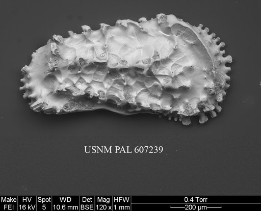 Actinocythereis vineyardensis (Cushman, 1906)