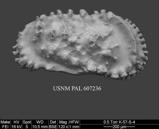 Actinocythereis exanthemata (Ulrich & Bassler, 1904)