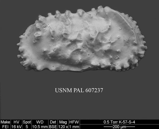 Actinocythereis exanthemata (Ulrich & Bassler, 1904)