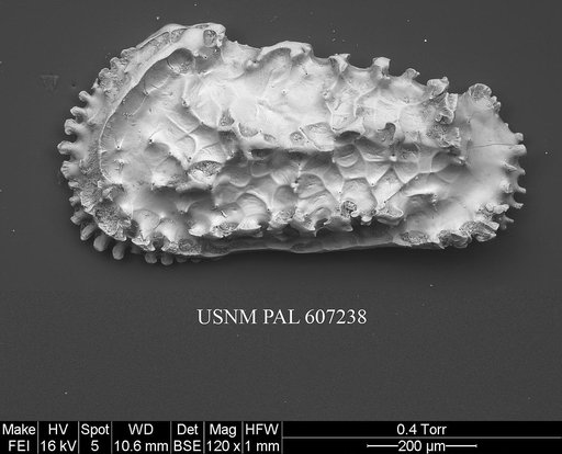 Actinocythereis vineyardensis (Cushman, 1906)
