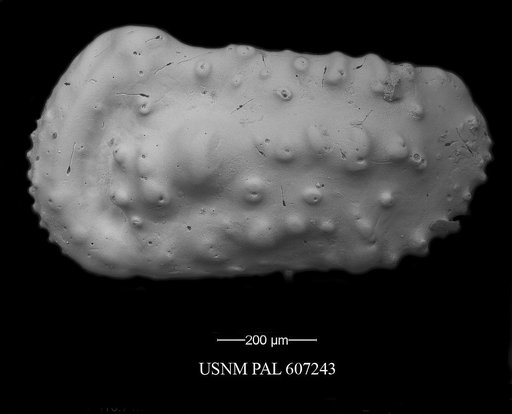 Actinocythereis texana (Stadnichenko, 1927)