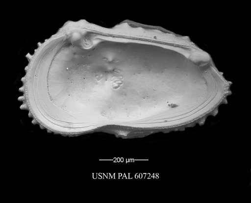 Actinocythereis purii Huff, 1970