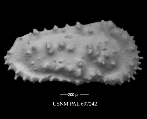 Actinocythereis purii Huff, 1970