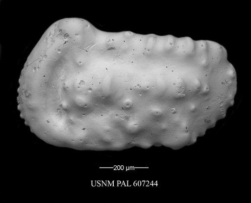 Actinocythereis texana (Stadnichenko, 1927)