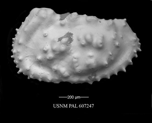 Actinocythereis purii Huff, 1970